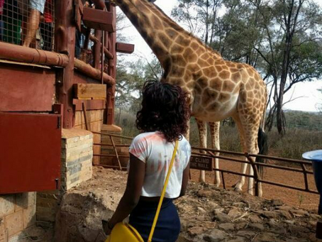 Giraffe Centre Tour