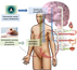 Investigan los efectos neurofisiológicos y cognitivos de la meditación y electroacupuntura en pacien