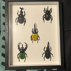 Five framed beetle specimens including Hercules and Stag beetles