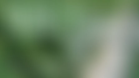 自家受粉ドローン