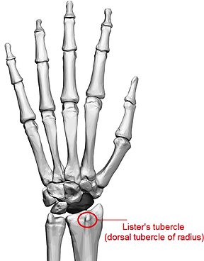 lister tubercle.png