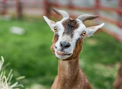 sheep2.jpg