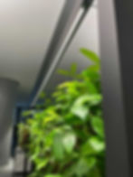CUBE planted - blendfrei für Arbeitsplätze