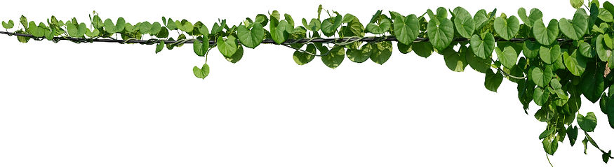 Pflanzranke_shutterstock_1563497242_edited.jpg
