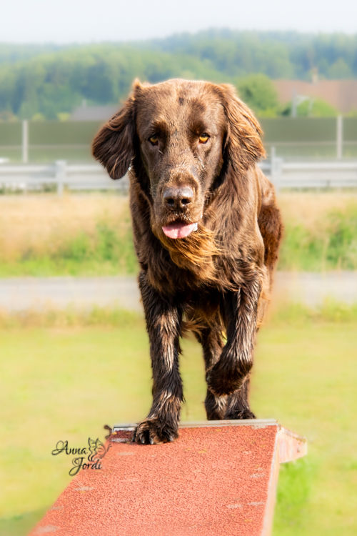 Hund im VitaDog Park (9)