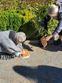 Shadow Drawing in the Garden