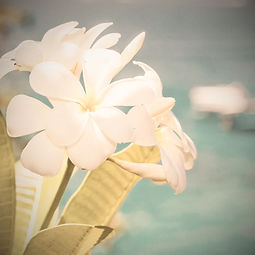 Parfum sélectionné dans le respect réglementaire, Parfum de Grasse.