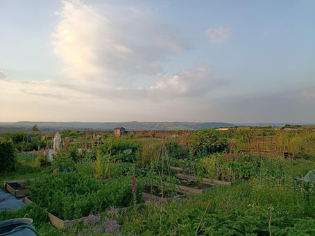 Wartime allotments in Stainland