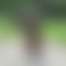 The lucky dog of Tod