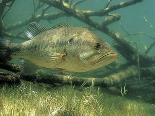 Jaxson's Tips for Catching Summertime Largemouths