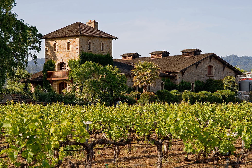 Lines of vineyards in napa valley