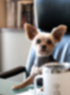 PIP