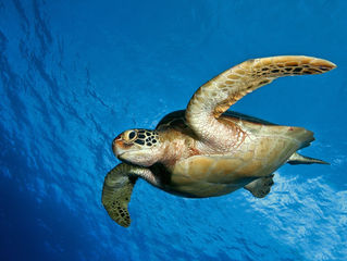 Stop the horror of turtle farming in the Cayman Islands
