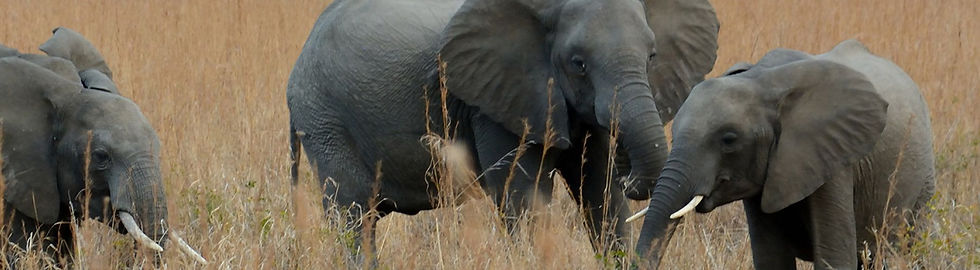 elephants