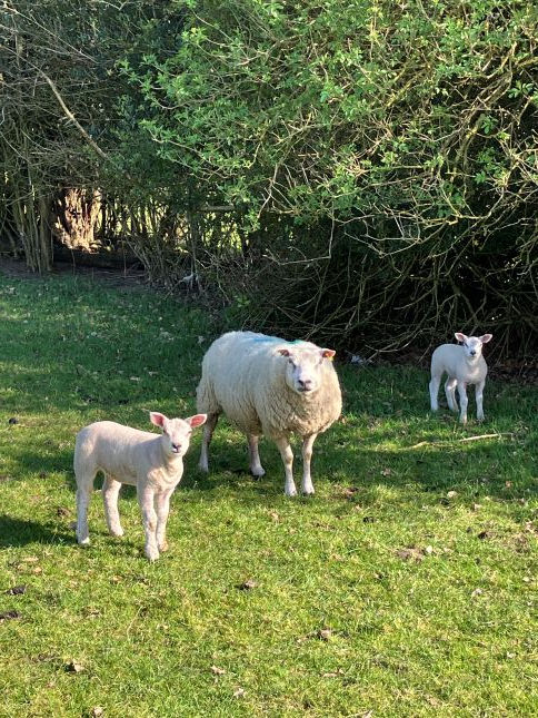 Spring lambs