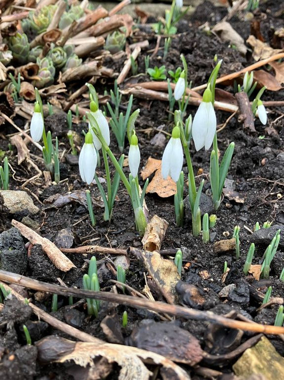 The first snowdrops