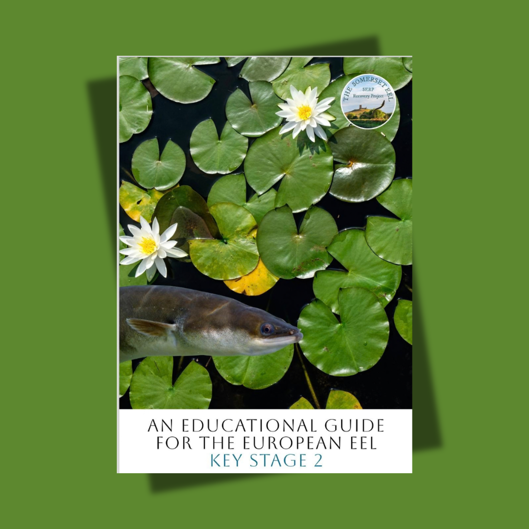 Key Stage 2 Education Pack