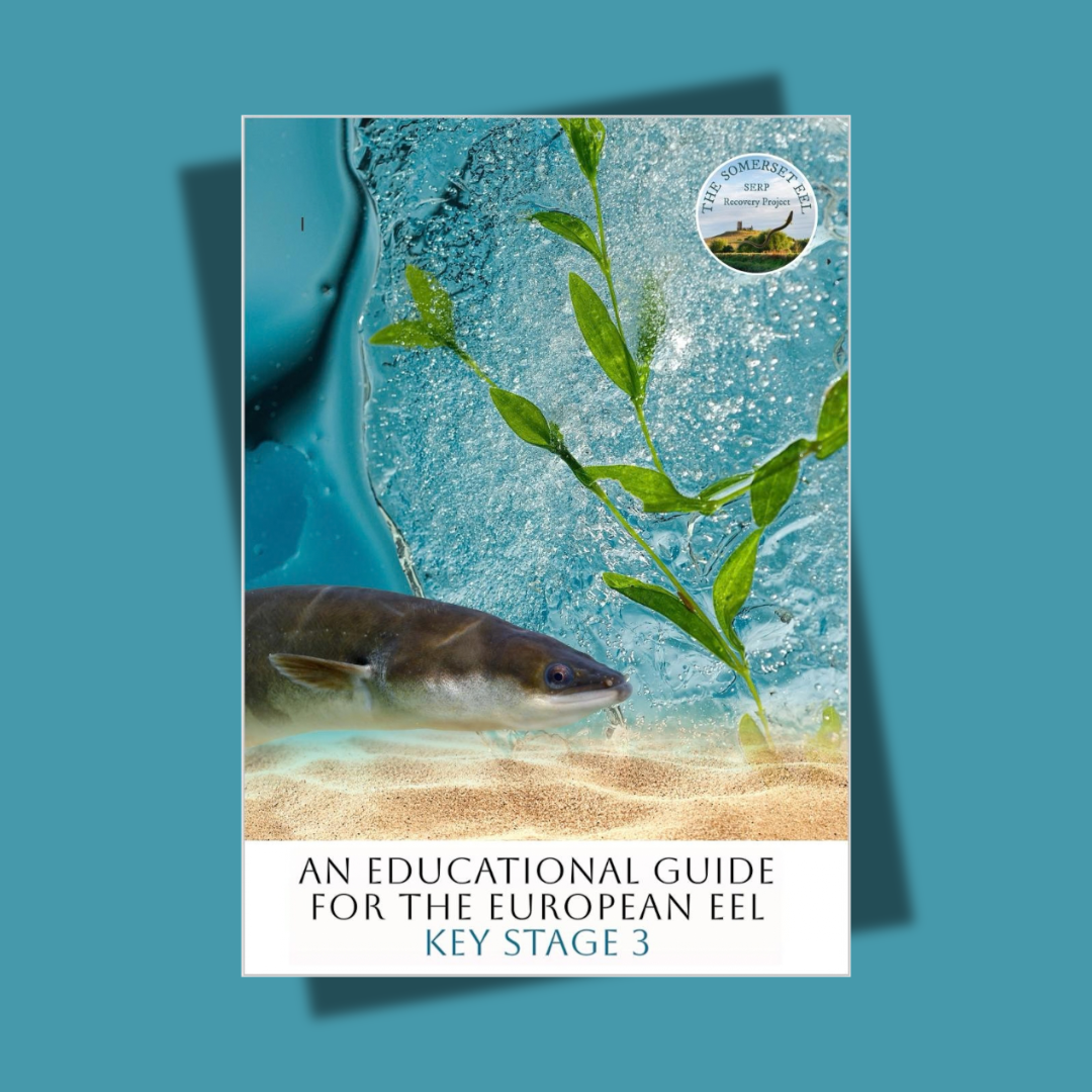 Key Stage 3 Education Pack