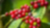 coffee-fruit.jpeg