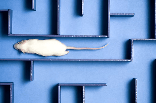 Puzzled Escape Rooms - "Rat Race"