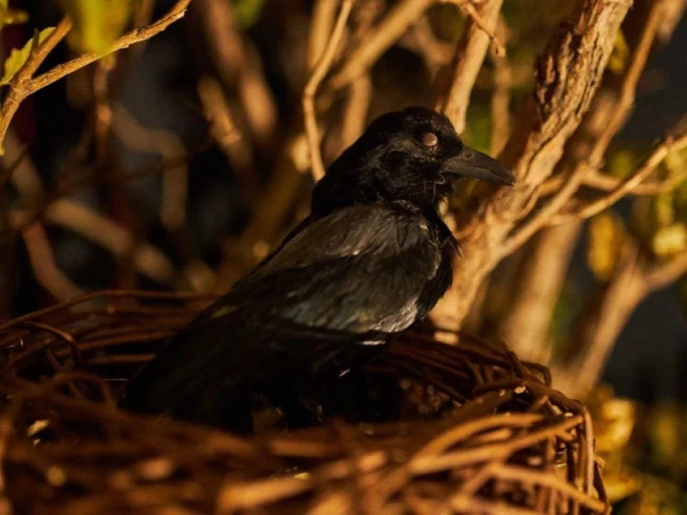 Fun4Brain - "Grandpa's Secret"