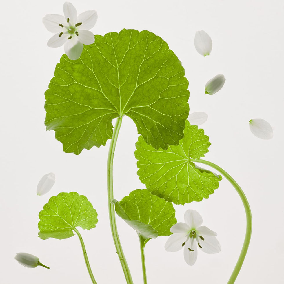 Miniatura: Light On Serum Centella + Vita C - Beauty Of Joseon