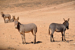 Salalah, Oman