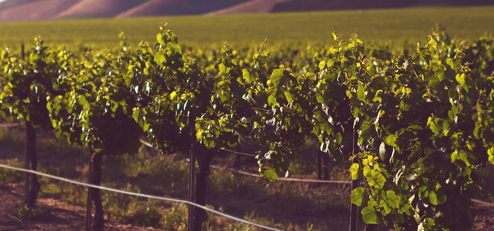 Vineyard _edited.jpg