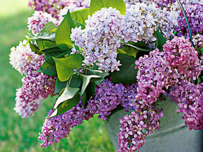 The Soothing Charm of Lilac scented Candle Benefits