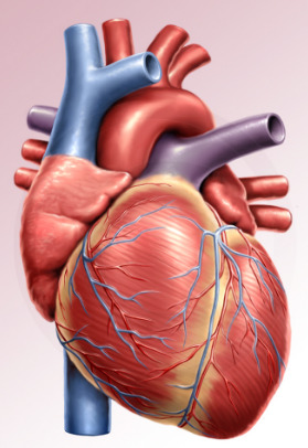 Lab website heart.png