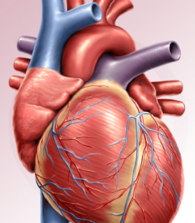 Lab website heart.png