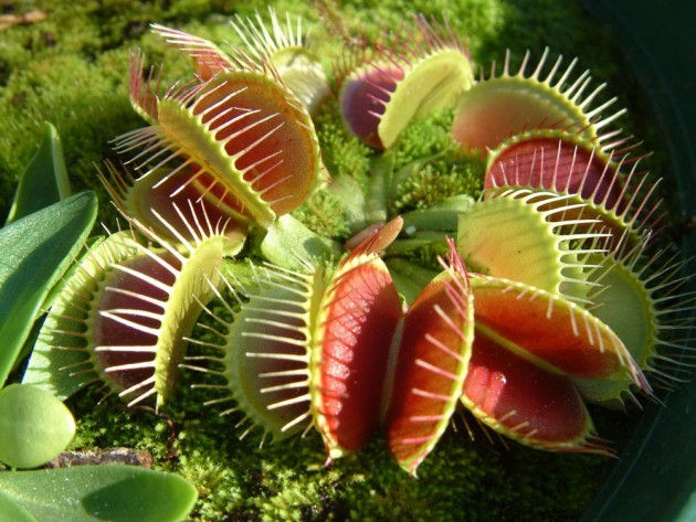 Exotic Plants