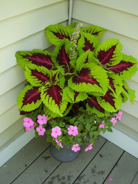 decorative plants