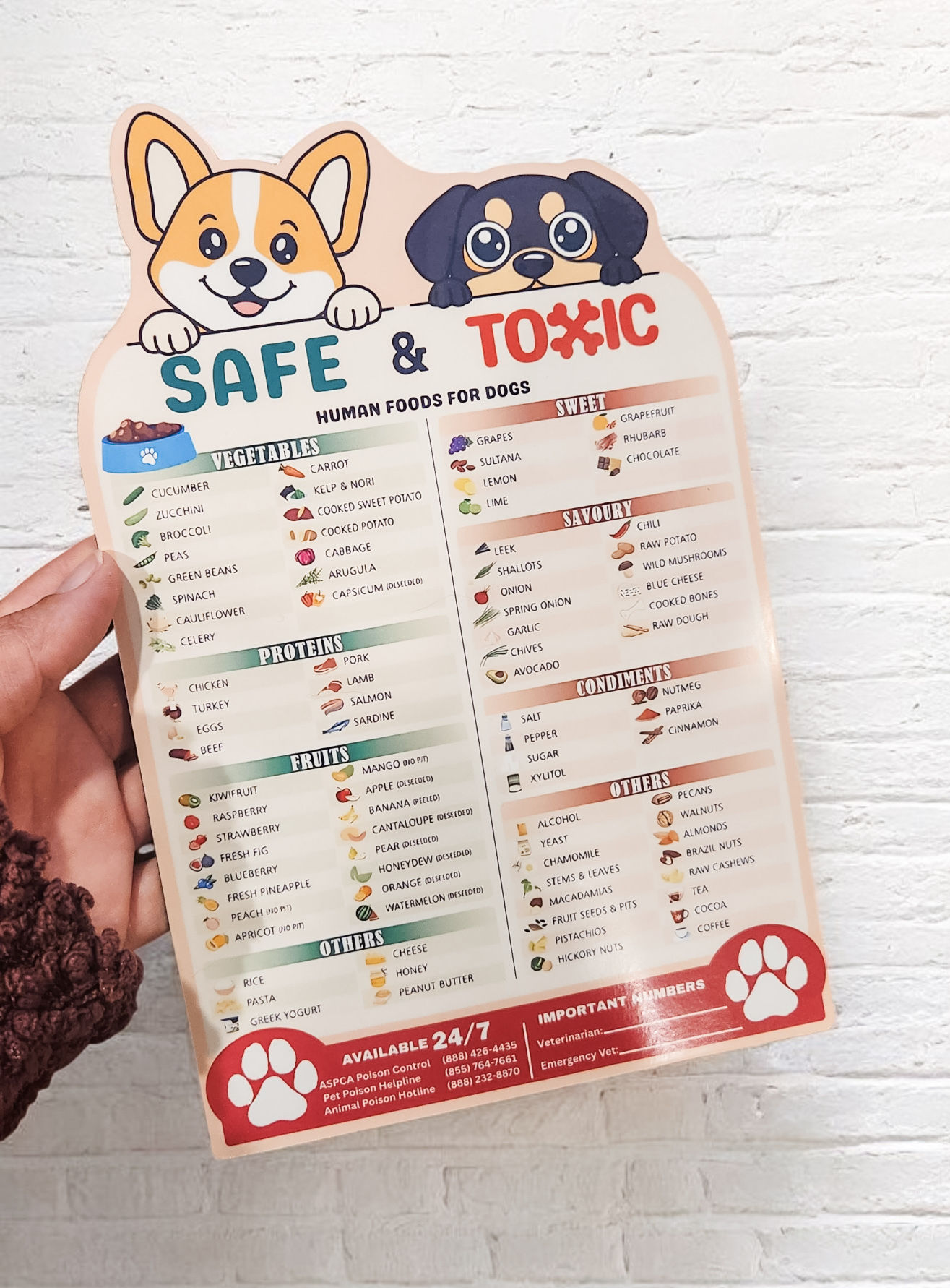 Safe vs Toxic Food for Dogs Magnet