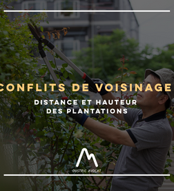 L'arbre de mon voisin me dérange : que faire ?