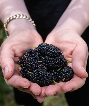 Strawberry prices | Applewood Farm Winery