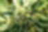 Merger & Acquisition Brokerage - Cannabis Businesses for Sale/JV/Partnership Opportunities
