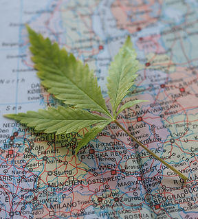 Cannabis Businesses for Sale/JV/Partnership