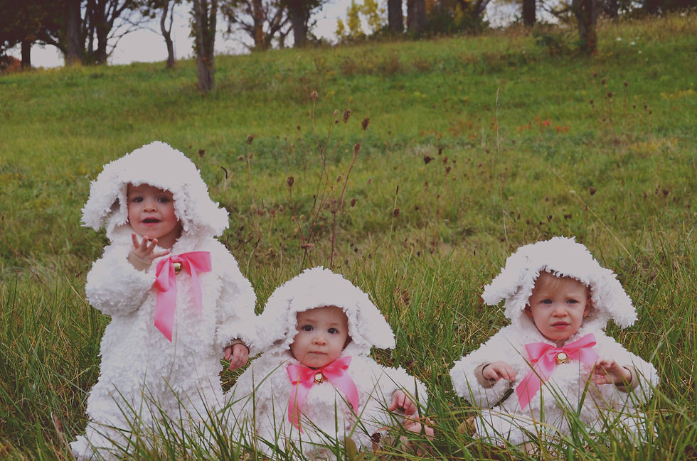 A photo of 3 little girls in a pasture dressed as lambs