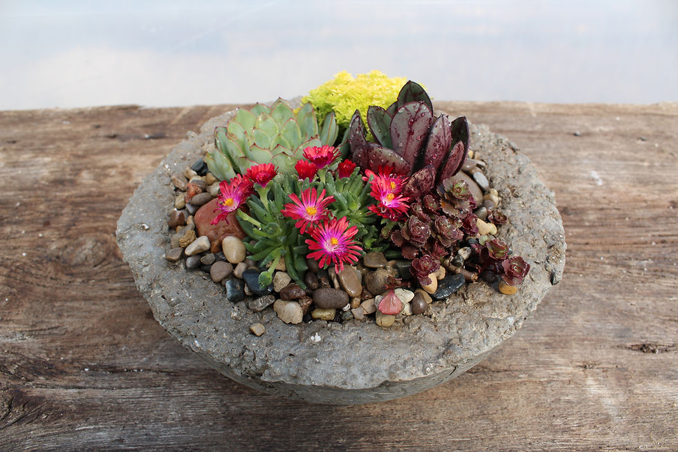 Small Shallow -Red Delosperma