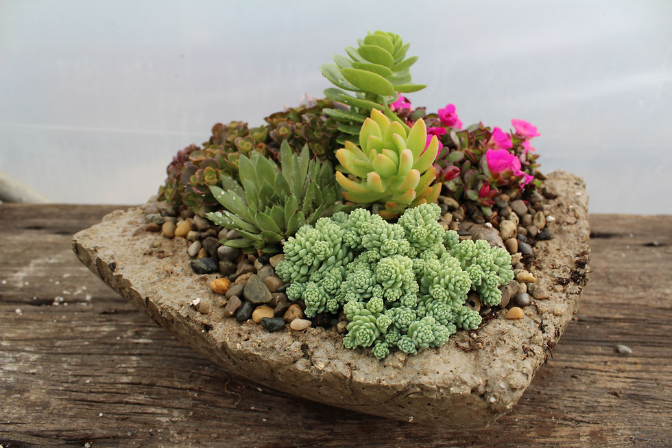 Square Medium- Pink Purslane