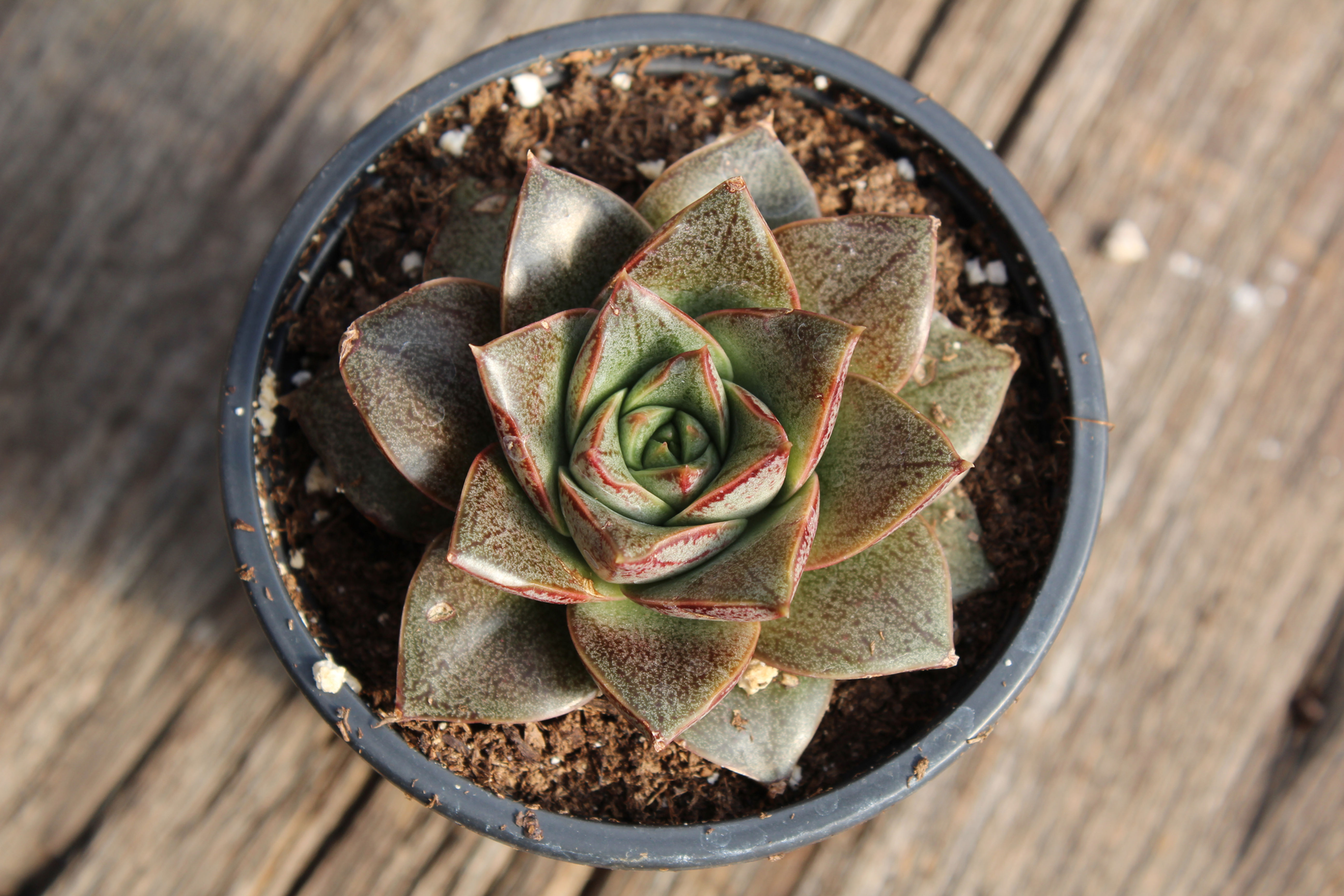 Echeveria Purpesorum Red