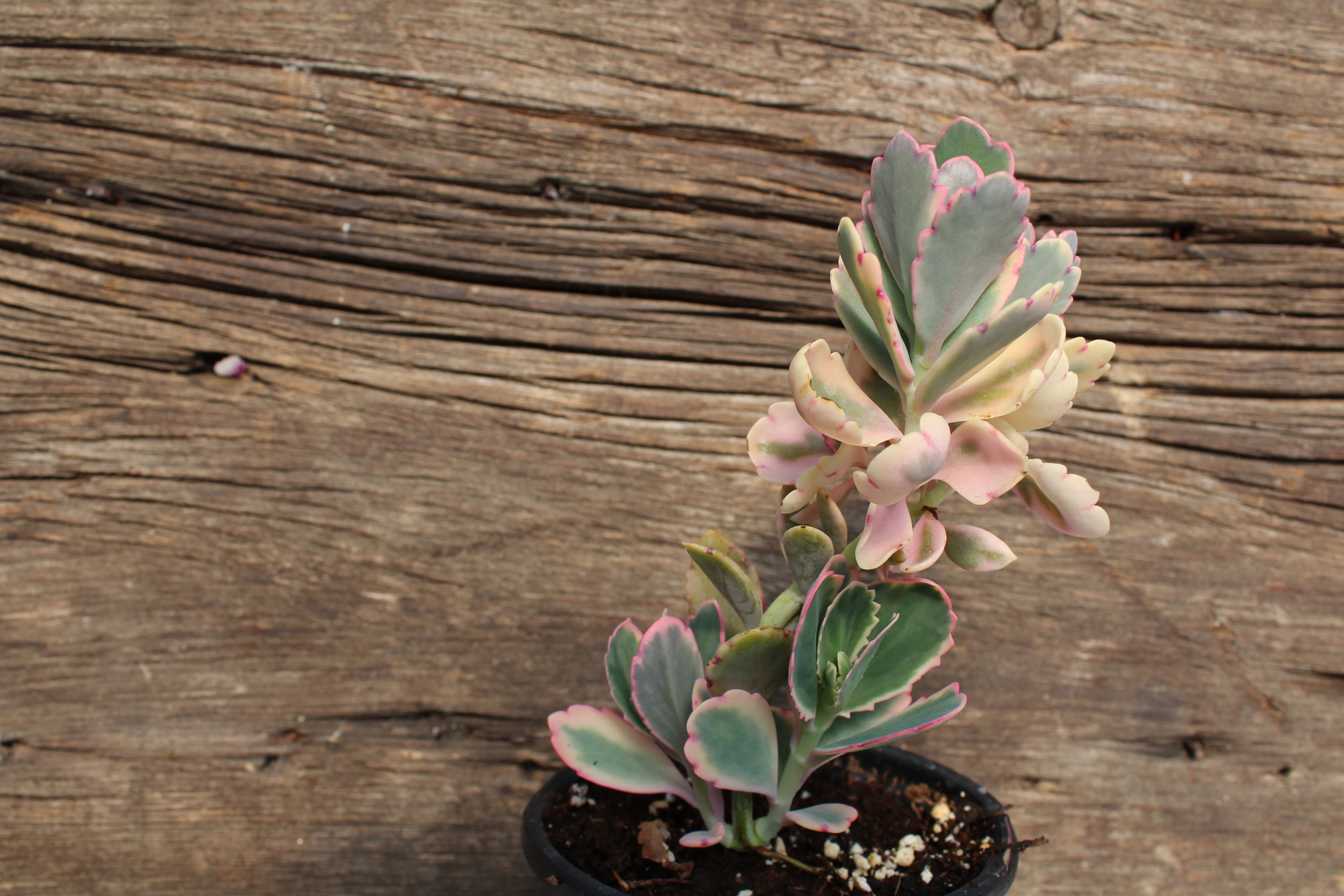 Kalanchoe Fedtschenkoi