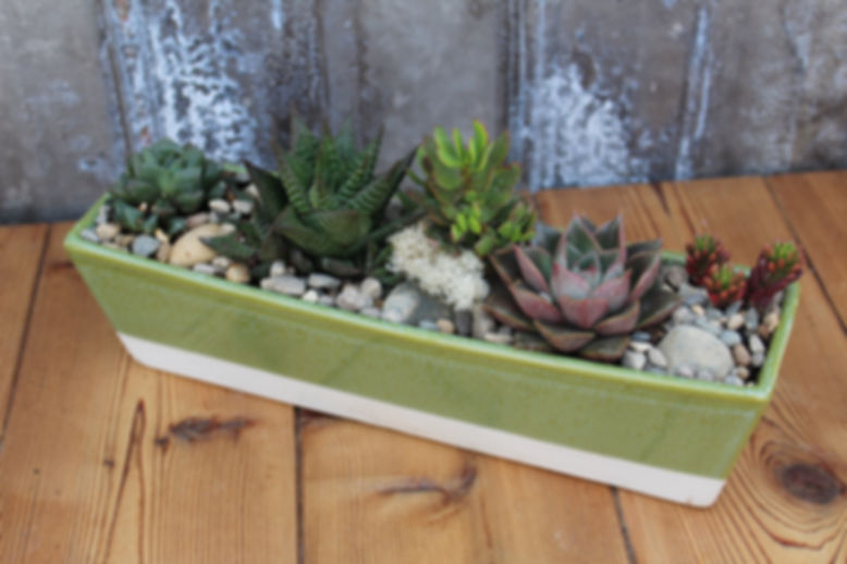 Succulents in Rectangular Ceramic