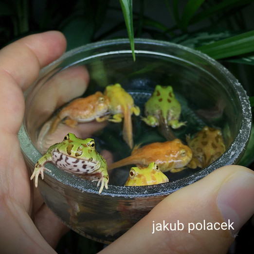 Horned frogs breeding