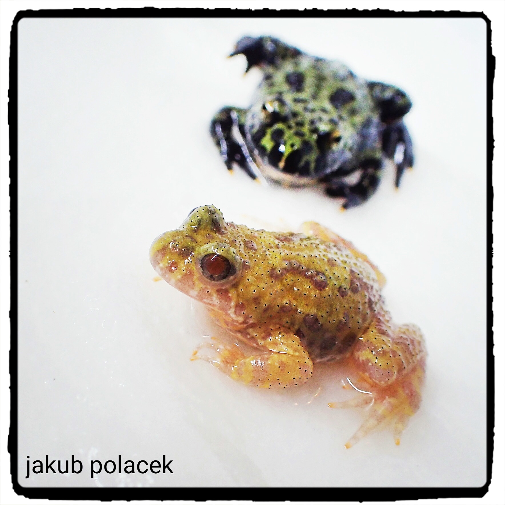 albino fire belly toad for sale