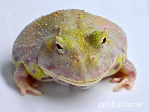 Patternless Albino is Mutant