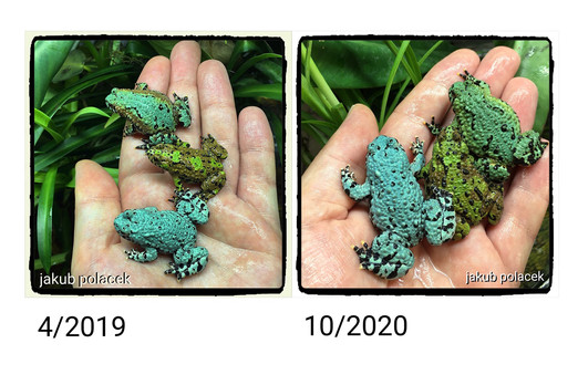 Three same frogs during the time