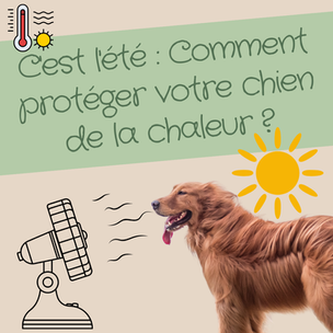 C'est l'été : Comment protéger votre chien de la chaleur ?