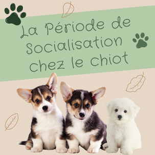 La période de socialisation chez le chiot : une étape clé… mais pas une course contre la montre